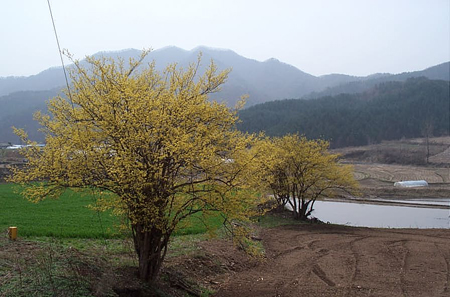 논 물 모여있는 곁에 산수유는 피어 있네 